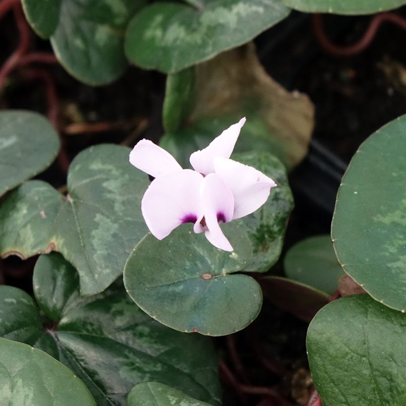 Cyclamen coum Rosa (Floración)