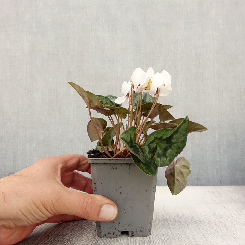 Ejemplar de Cyclamen hederifolium Album Maceta de 7/8 cm entregado en otoño