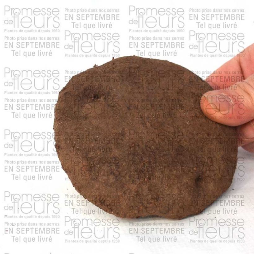 Ejemplo de ejemplar de Cyclamen hederifolium Bulbo calibre 25+ tal y como se entrega