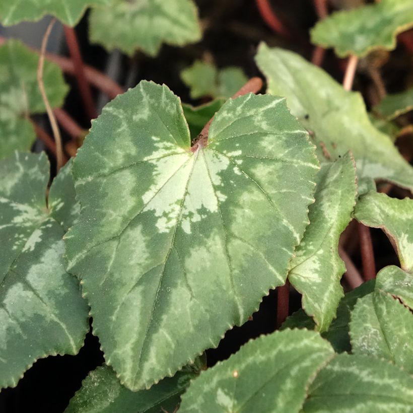 Cyclamen hederifolium (Follaje)