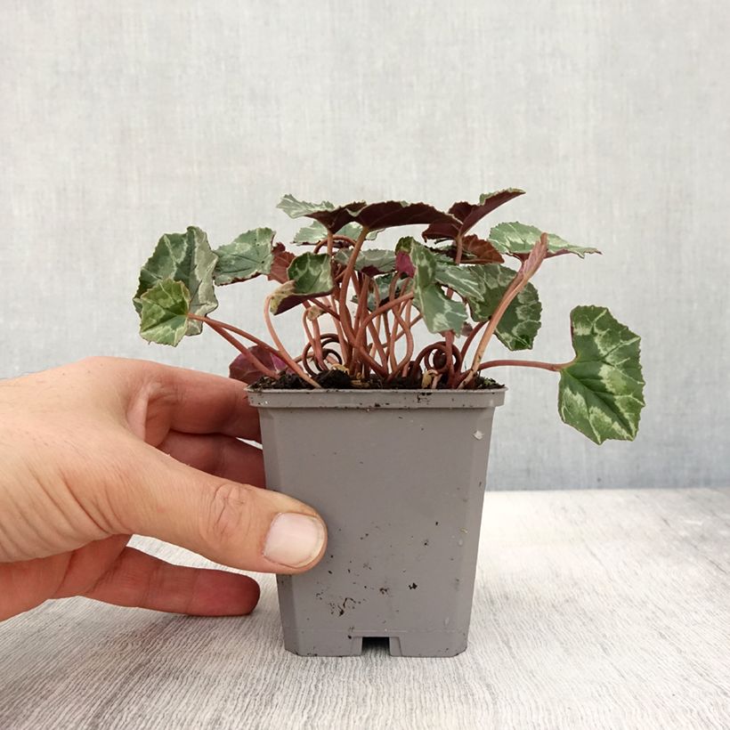 Ejemplar de Cyclamen de Naples rose godet entregado en otoño