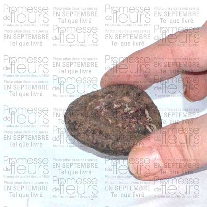 Ejemplo de ejemplar de Cyclamen persicum Bulbo calibre I tal y como se entrega