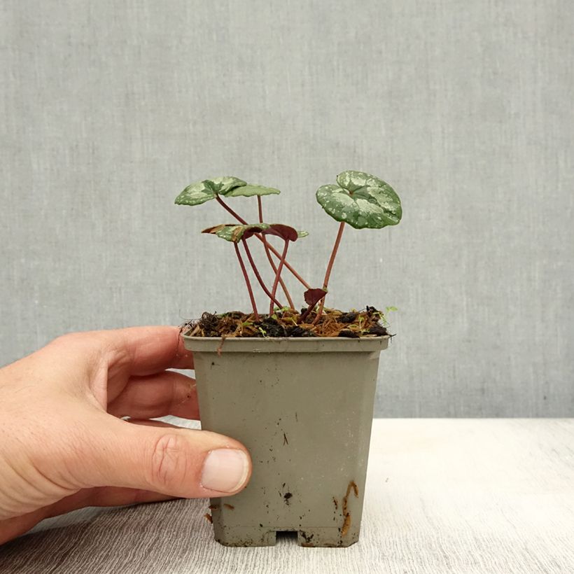 Ejemplar de Cyclamen pseudibericum Maceta de 8/9 cm calibre 9 entregado en otoño