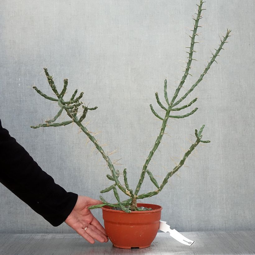 Ejemplar de Cylindropuntia kleiniae Maceta 2L/3L entregado en otoño