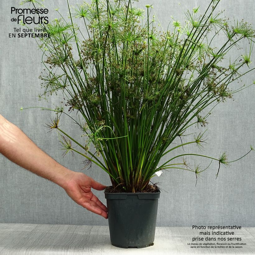 Ejemplar de Cyperus papyrus Cleopatra - Papiro Maceta 3L/4L entregado en otoño