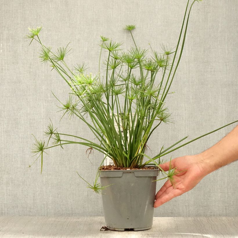 Ejemplar de Cyperus papyrus Cleopatra - Papiro Maceta 3L/4LAltura de entrega aprox. 40/50cm entregado en verano