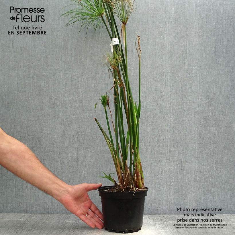 Ejemplar de Cyperus papyrus - Papiro Maceta 2L/3L entregado en otoño
