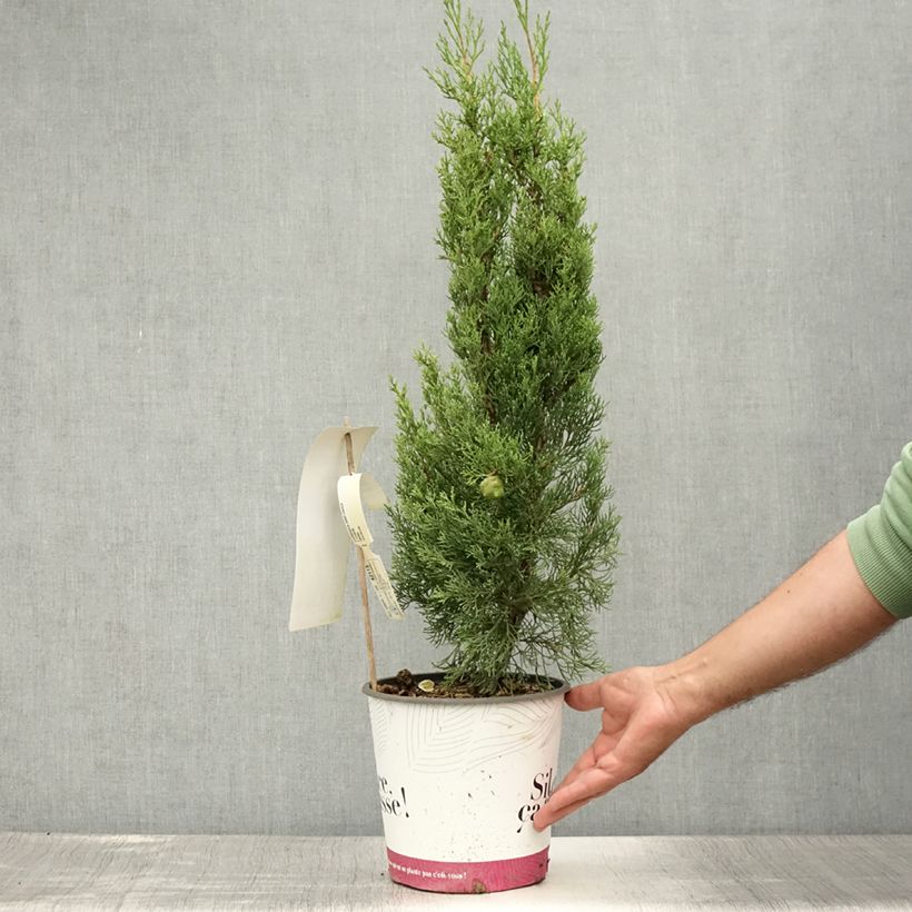 Ejemplar de Cupressus sempervirens Garda - Ciprés común Maceta 4L/5L entregado en verano