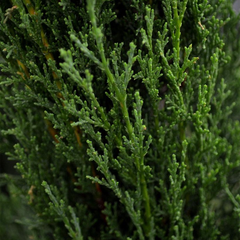 Cupressus sempervirens var. stricta Totem - Ciprés común (Follaje)