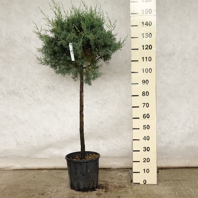 Ejemplar de Cupressus arizonica Fastigiata - Ciprés de Arizona Maceta 18L/20LAltura de entrega aprox. 100/125cm entregado en verano