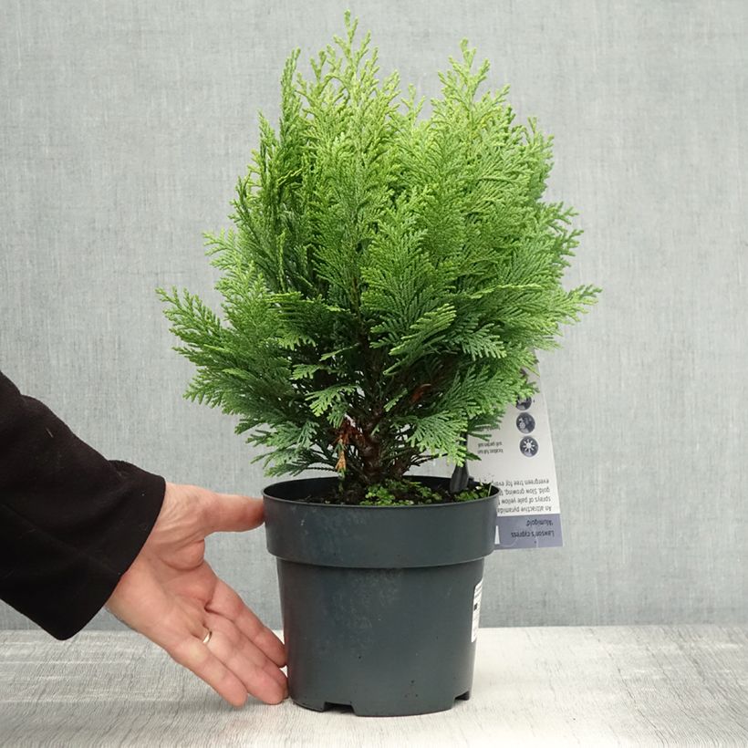 Ejemplar de Chamaecyparis lawsoniana Alumigold Maceta 2L/3L entregado en otoño