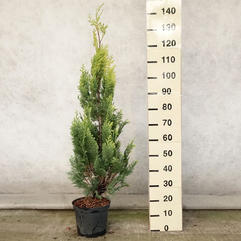 Ejemplar de Chamaecyparis lawsoniana Alumigold - Cyprès de Lawson  Pot de 7,5L/10LHauteur livrée env. 80/100cm entregado en verano