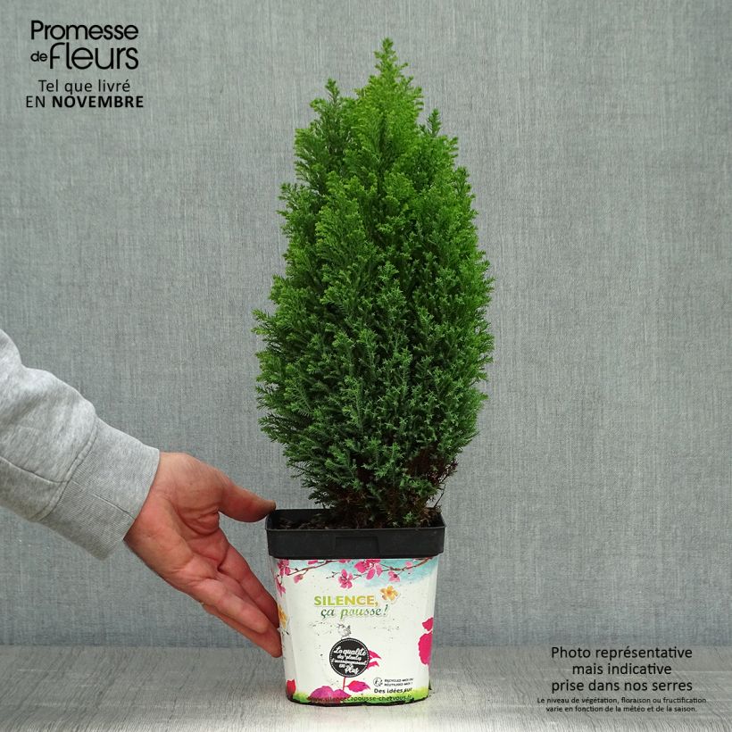 Ejemplar de Chamaecyparis lawsoniana Elwood's Gold Maceta 2L/3L entregado en otoño