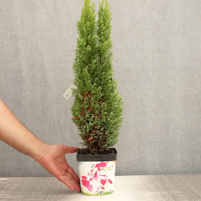 Ejemplar de Chamaecyparis lawsoniana Elwood's Gold -Cyprès de Lawson  Pot de 2L/3LHauteur livrée env. 40+/-cm entregado en verano