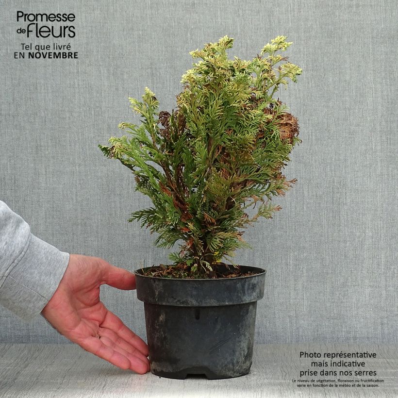 Ejemplar de Chamaecyparis lawsoniana Pygmaea Argentea Maceta 2L/3L entregado en otoño