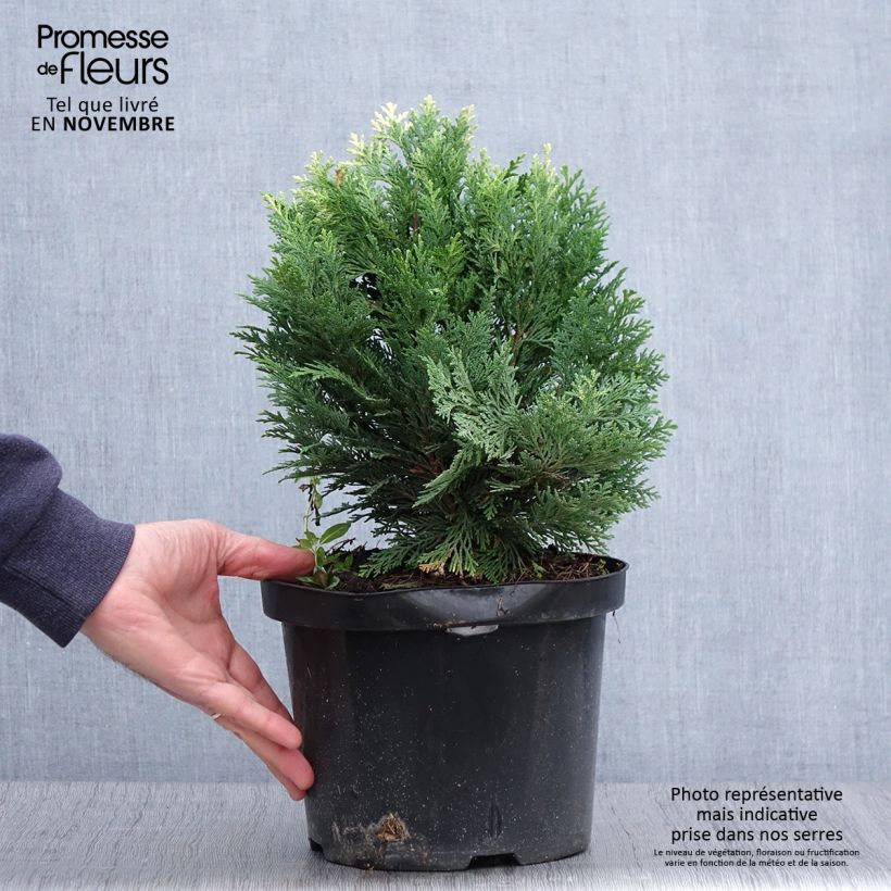 Ejemplar de Chamaecyparis lawsoniana Pygmaea Argentea Maceta 4L/5L entregado en otoño