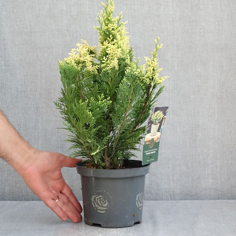 Ejemplar de Chamaecyparis lawsoniana Pygmaea Argentea Maceta 2L/3L entregado en verano