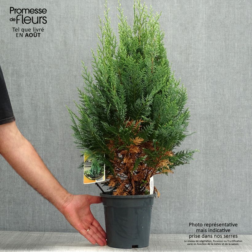 Ejemplar de Chamaecyparis lawsoniana White Spot Maceta 2L/3LAltura de entrega aprox. 30/40cm entregado en verano