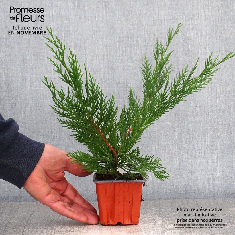 Ejemplar de Ciprés leylandii - Cupressocyparis Maceta de 8/9 cm entregado en otoño