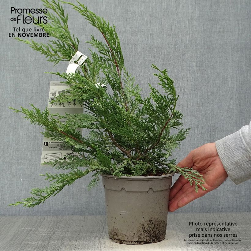 Ejemplar de Ciprés leylandii Excalibur Gold - Cupressocyparis Maceta 2L/3L entregado en otoño