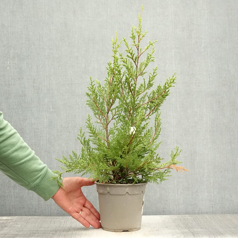 Ejemplar de Ciprés leylandii Excalibur Gold - Cupressocyparis Maceta 2L/3LAltura de entrega aprox. 40/60cm entregado en verano