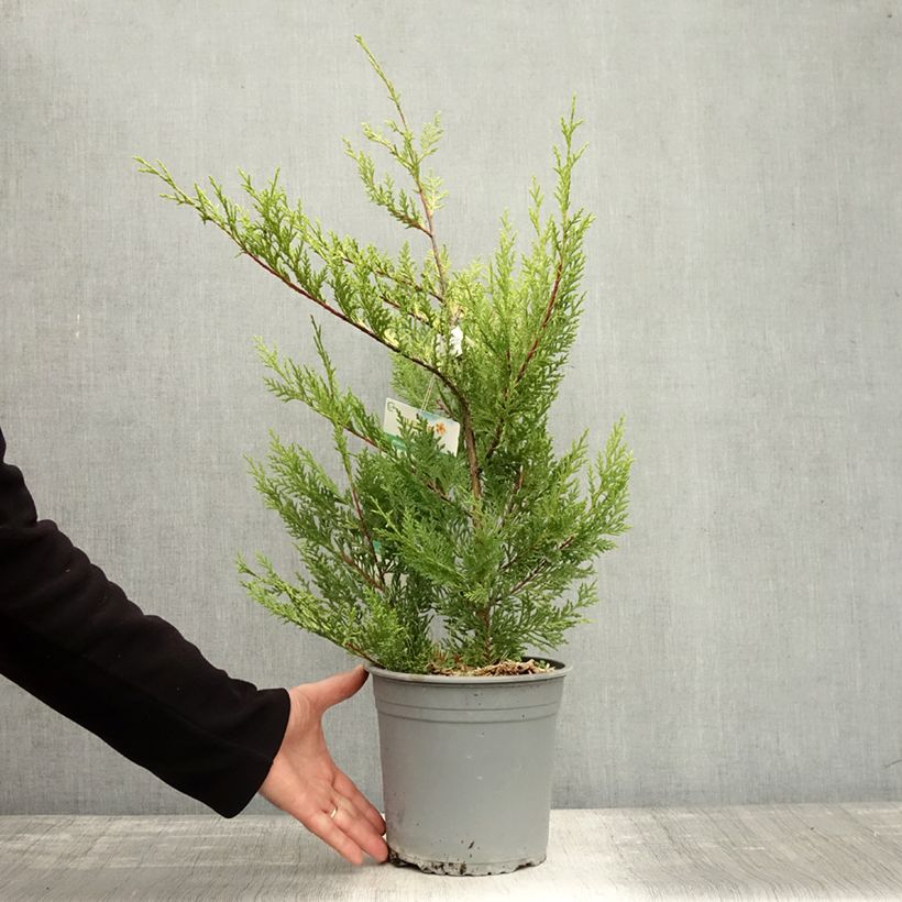 Ejemplar de Ciprés leylandii Excalibur Gold - Cupressocyparis Maceta 4L/5L entregado en otoño
