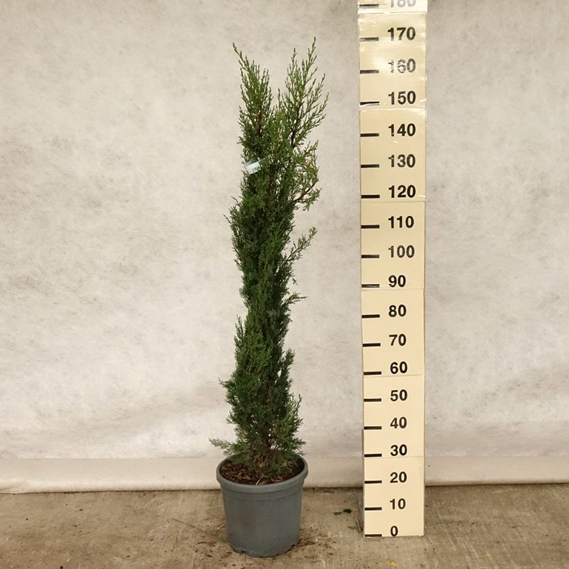 Ejemplar de Cupressus sempervirens var. stricta Pyramidalis - Ciprés común Maceta 12L/15LAltura de entrega aprox. 125/150cm entregado en verano