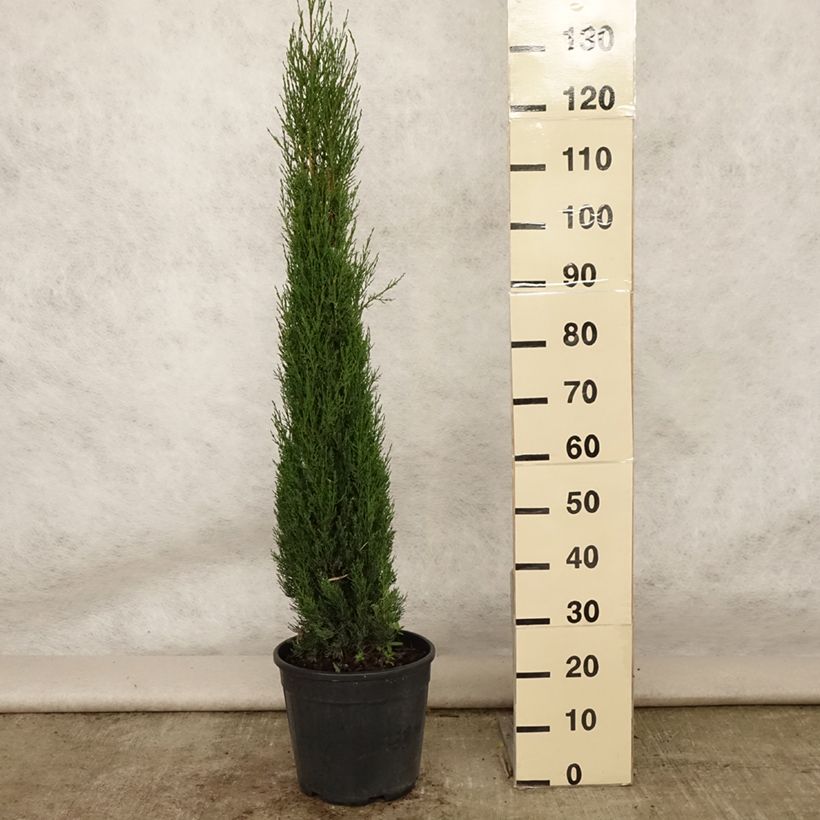 Ejemplar de Cupressus sempervirens var. stricta Pyramidalis - Ciprés común Maceta 6L/7LAltura de entrega aprox. 80/100cm entregado en verano