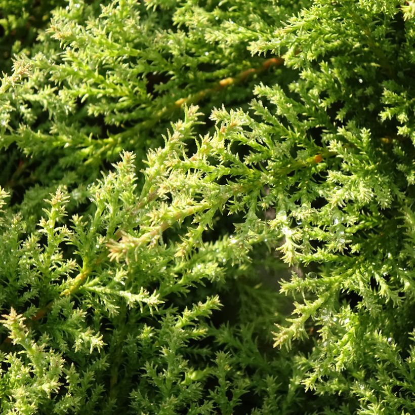 Microbiota decussata Fuzzball - Ciprés siberiano (Follaje)