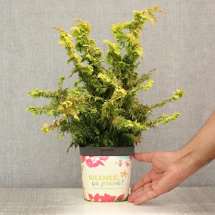 Ejemplar de Chamaecyparis obtusa Fernspray Gold - Ciprés hinoki Maceta 2L/3L entregado en verano