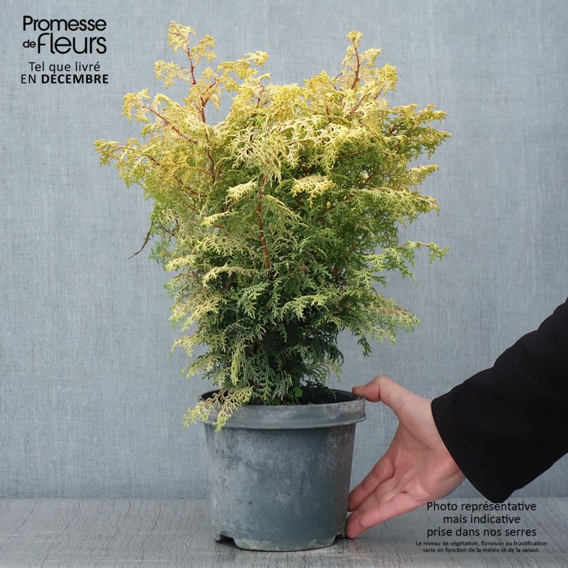 Ejemplar de Chamaecyparis obtusa Lucas - Ciprés hinoki Maceta 2L/3L entregado en otoño