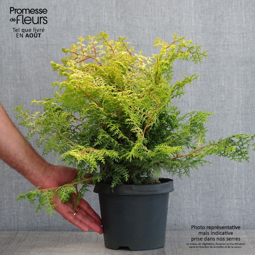Ejemplar de Chamaecyparis obtusa Lucas - Ciprés hinoki Maceta 2L/3LAltura de entrega aprox. 20/25cm entregado en verano