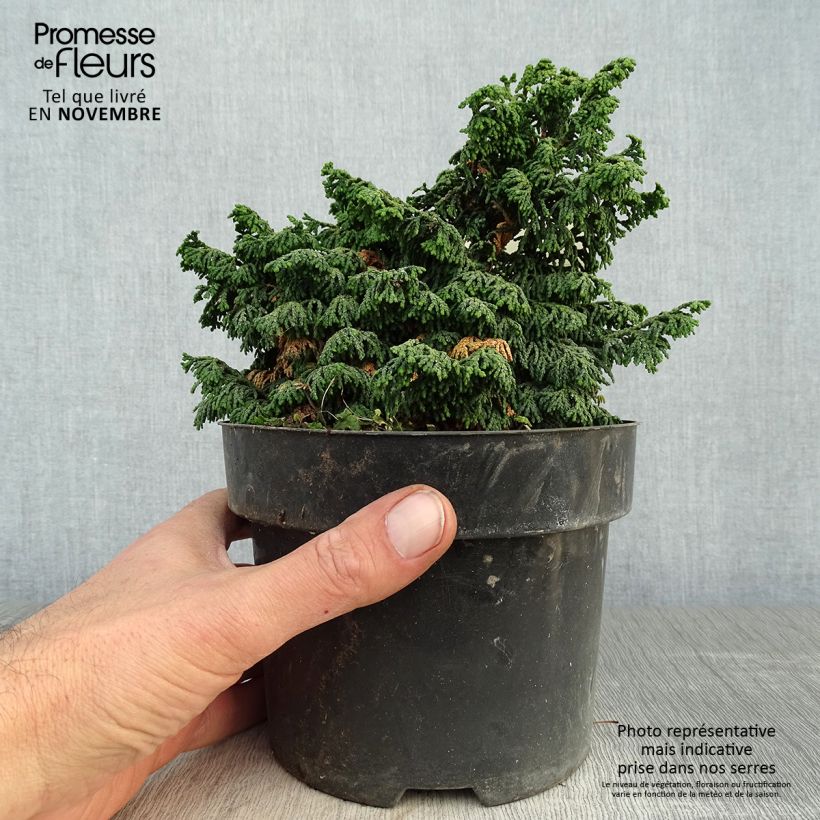 Ejemplar de Chamaecyparis obtusa Maureen - Ciprés hinoki Maceta 2L/3L entregado en otoño