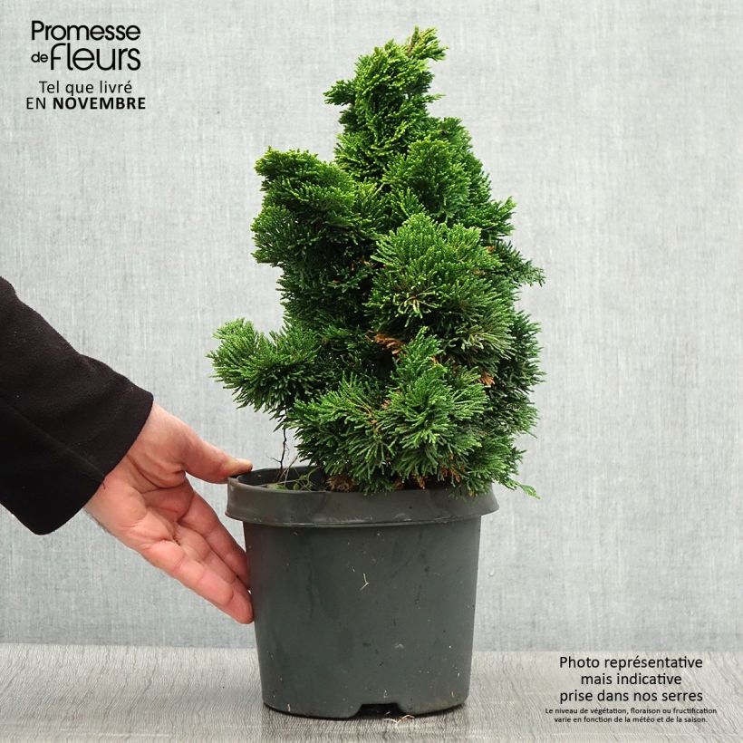 Ejemplar de Chamaecyparis obtusa Nana Aurea - Ciprés hinoki Maceta 2L/3L entregado en otoño