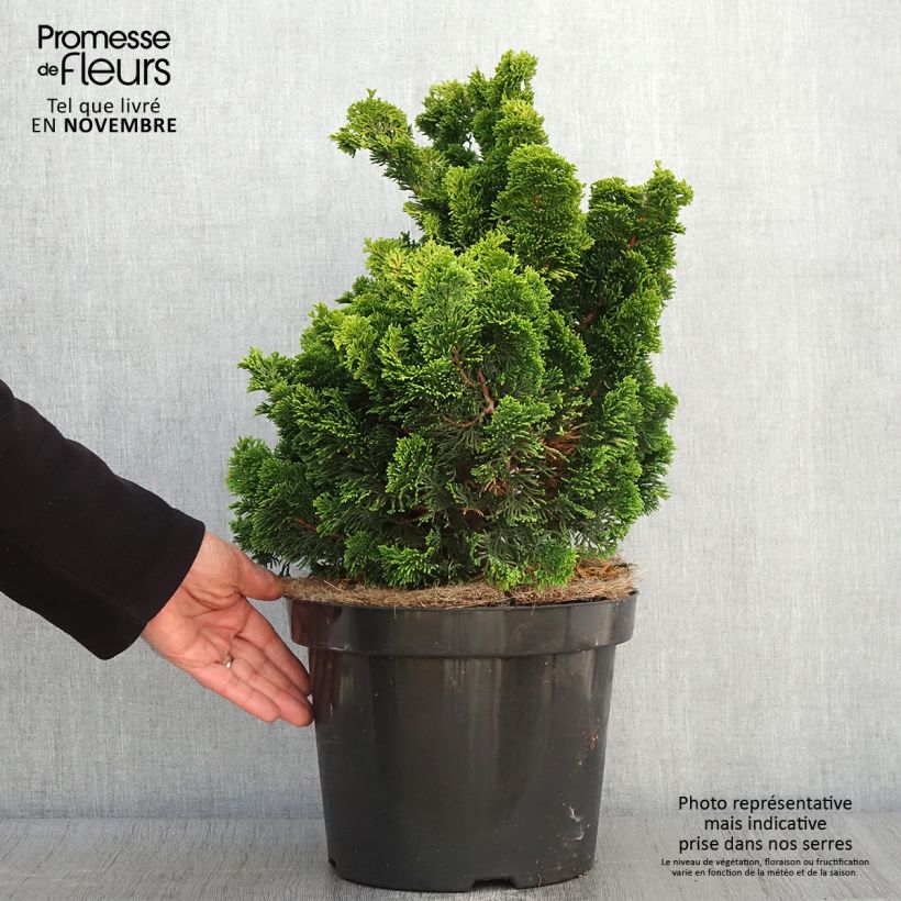 Ejemplar de Chamaecyparis obtusa Nana Aurea - Ciprés hinoki Maceta 7,5L/10L entregado en otoño