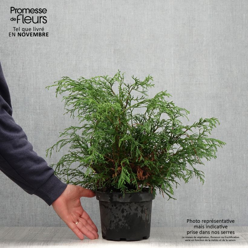 Ejemplar de Chamaecyparis pisifera Filifera - Falso ciprés sawara Maceta 2L/3L entregado en otoño