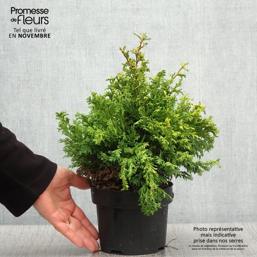 Ejemplar de Chamaecyparis pisifera Golden Pincushion - Falso ciprés sawara Maceta 2L/3L entregado en otoño