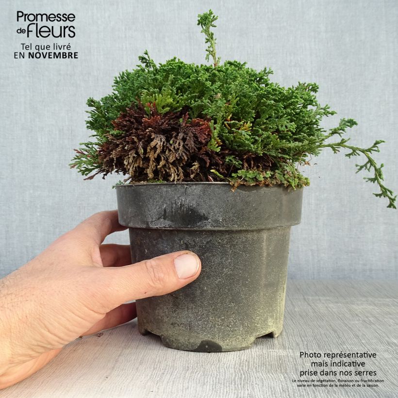 Ejemplar de Chamaecyparis pisifera Hime-sawara - Falso ciprés sawara Maceta 2L/3L entregado en otoño