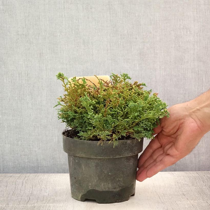 Ejemplar de Chamaecyparis pisifera Hime-sawara - Falso ciprés sawara Maceta 2L/3LAltura de entrega aprox. 15+/-cm entregado en verano