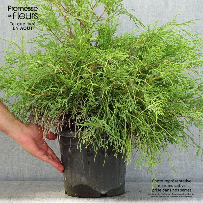 Ejemplar de Chamaecyparis pisifera Sungold - Falso ciprés sawara Maceta 7,5L/10LAltura de entrega aprox. 20/30cm entregado en verano