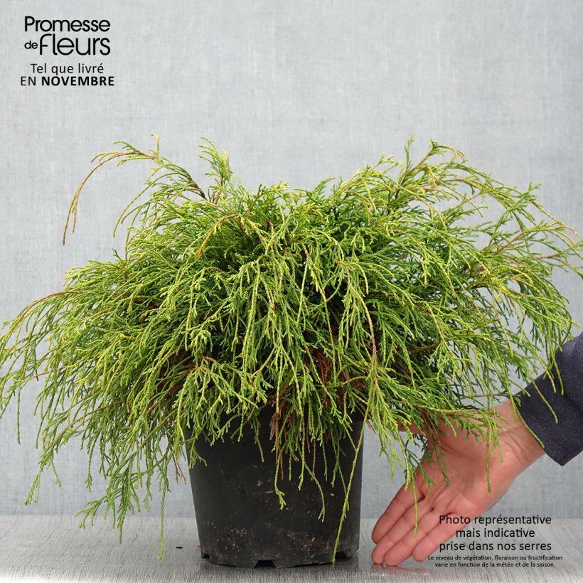 Ejemplar de Chamaecyparis pisifera Sungold - Falso ciprés sawara Maceta 3L/4L entregado en otoño