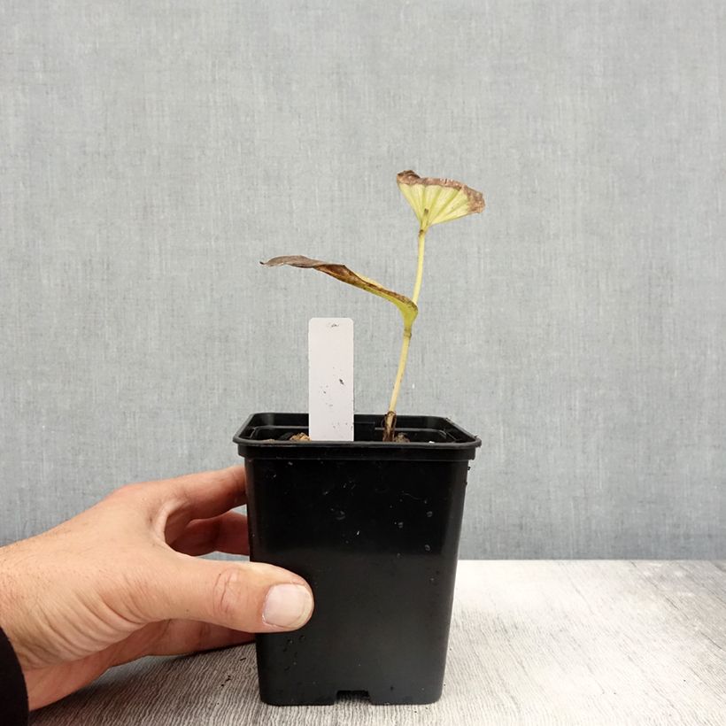 Ejemplar de Cypripedium Emil Maceta 1L/1,5L entregado en otoño