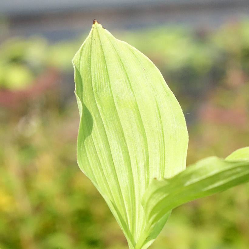 Cypripedium Sabine (Follaje)