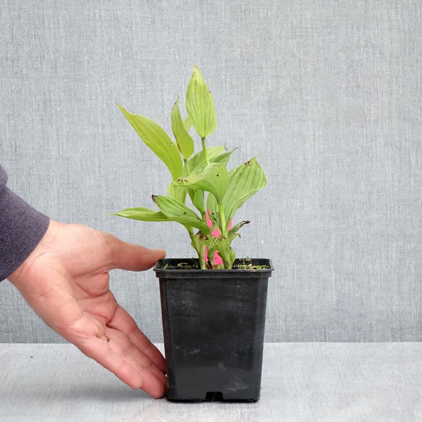 Cypripedium Sabine Maceta 1L/1,5L Ejemplar entregado en la primavera