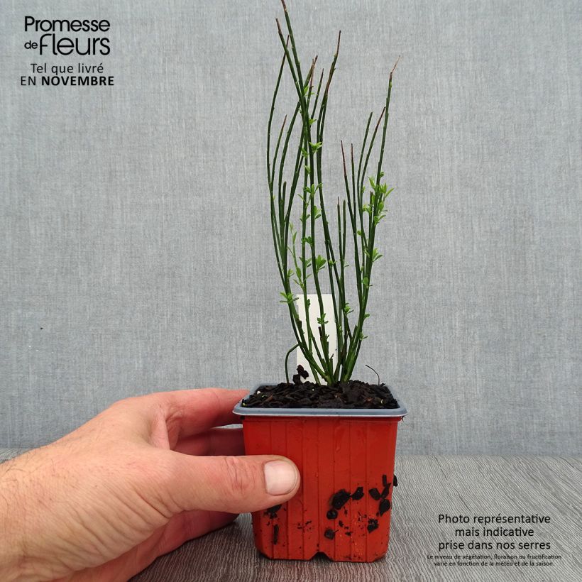 Ejemplar de Cytisus procumbens Zeelandia Maceta de 8/9 cm entregado en otoño