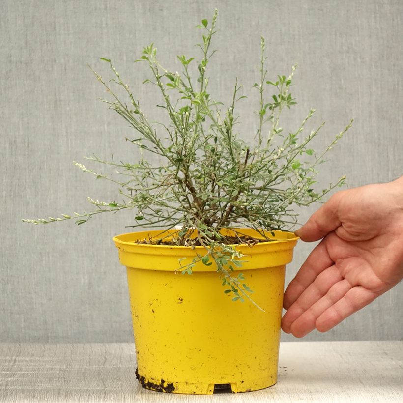 Ejemplar de Cytisus spachiana Phebus - Ginesta Maceta 2L/3LAltura de entrega aprox. 20cm entregado en verano