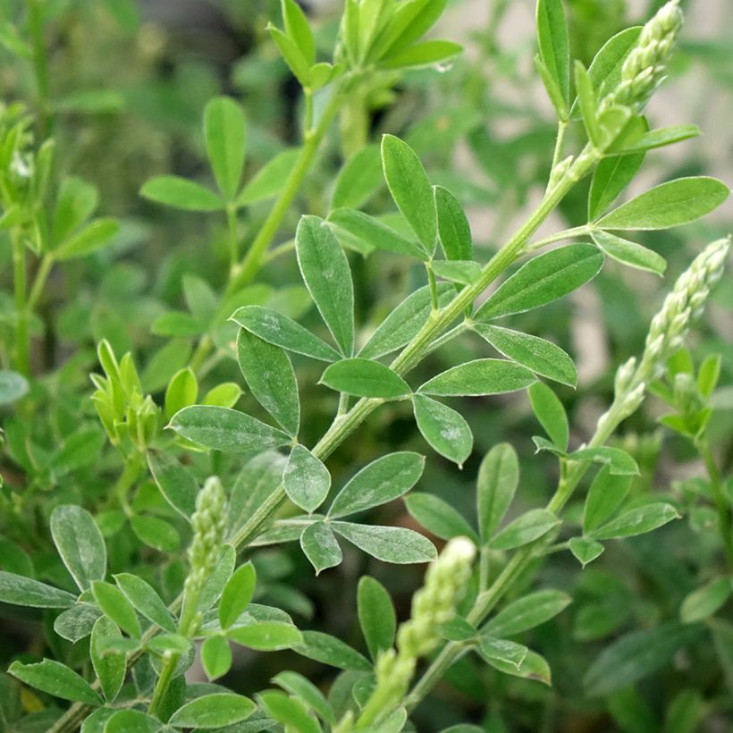 Cytisus spachiana Phebus - Ginesta (Follaje)