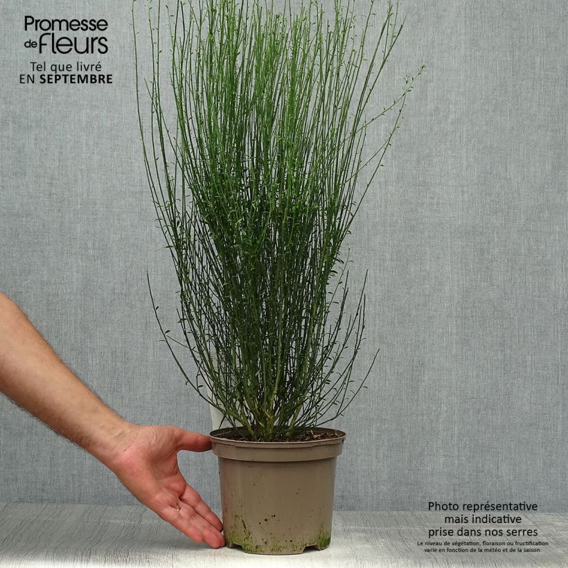 Ejemplar de Retama negra Apricot Gem - Cytisus scoparius Maceta 2L/3L entregado en otoño
