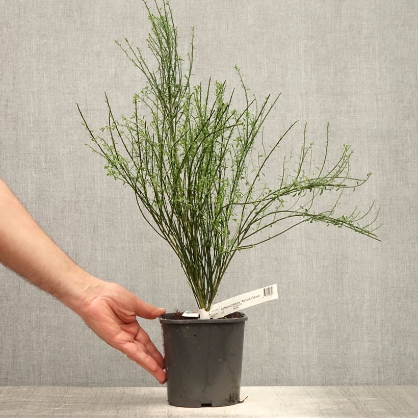 Ejemplar de Retama negra Apricot Gem - Cytisus scoparius Maceta 2L/3LAltura de entrega aprox. 40/50cm entregado en verano