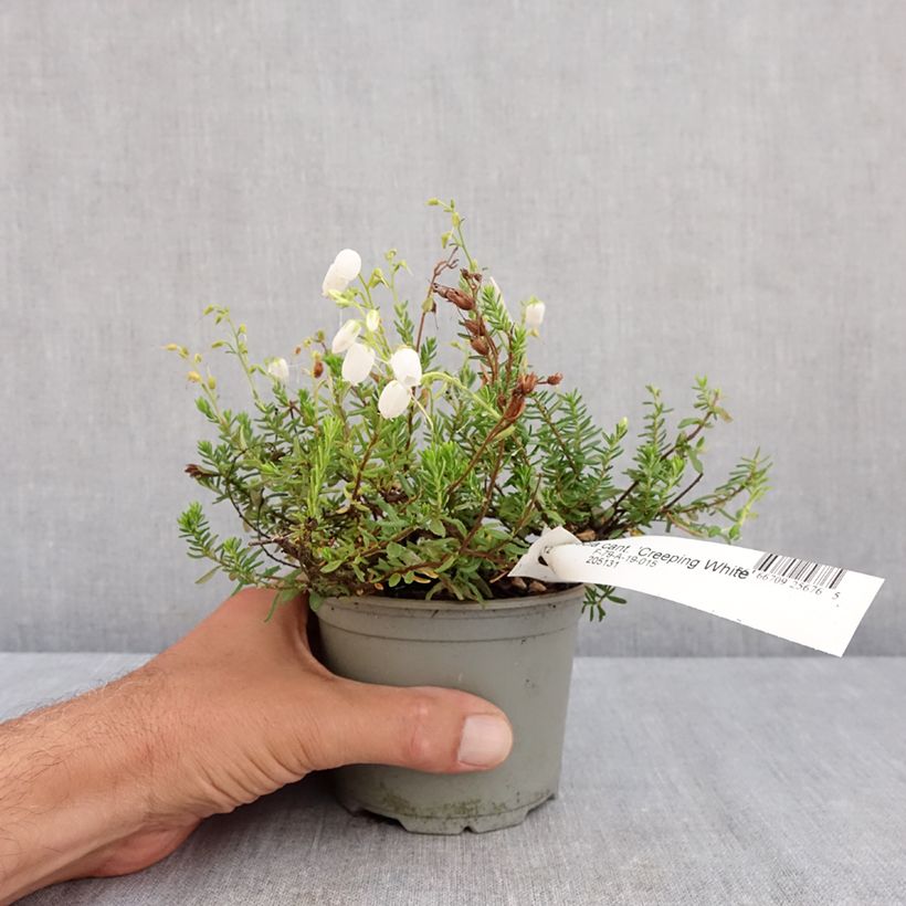 Ejemplar de Daboecia cantabrica Creeping White Maceta de 12 cm / 13 cm entregado en verano